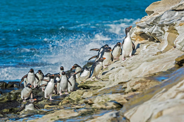pingwin z południowego rockhoppera (eudyptes chrysocome) znajduje się na falklandach. - saunders island zdjęcia i obrazy z banku zdjęć