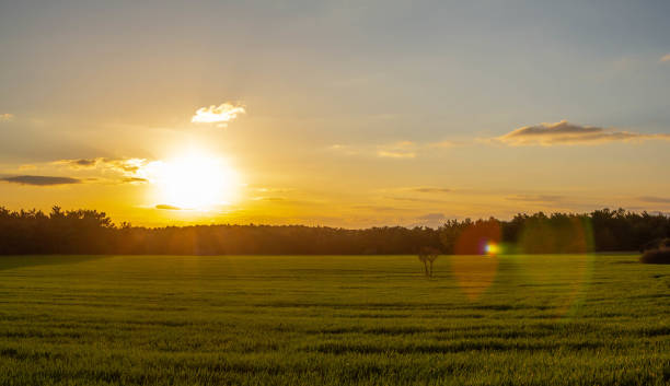 un campo de maíz en primavera al amanecer hdr foto de archivo. cultivos de campo con sol y tonos cálidos. campo de hierba por la mañana. - non urban scene landscaped clear sky germany fotografías e imágenes de stock