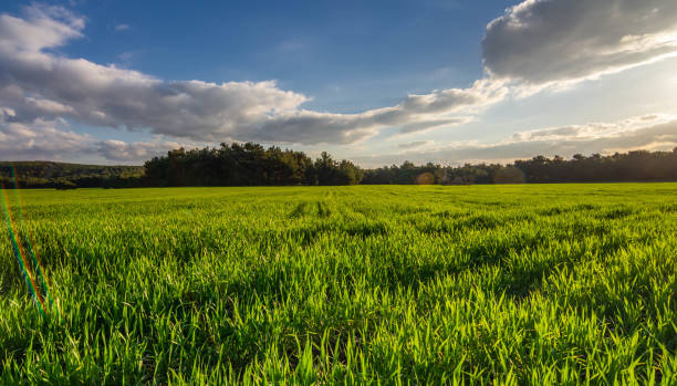 istock A corn field in spring with beatiful light HDR stock photo 1206521171