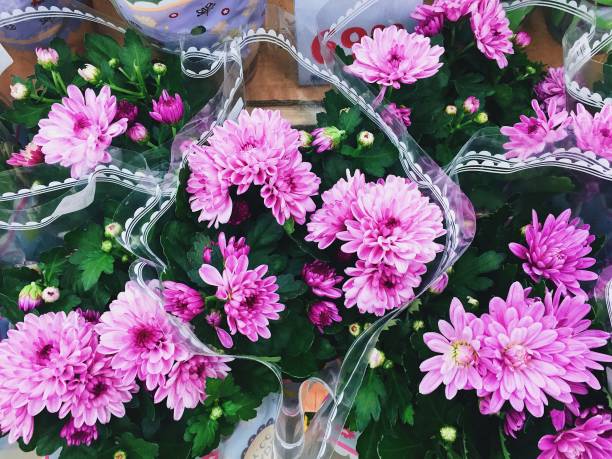 istock Bright pink flowers in flowerpots. Gift for March 8 1206521331