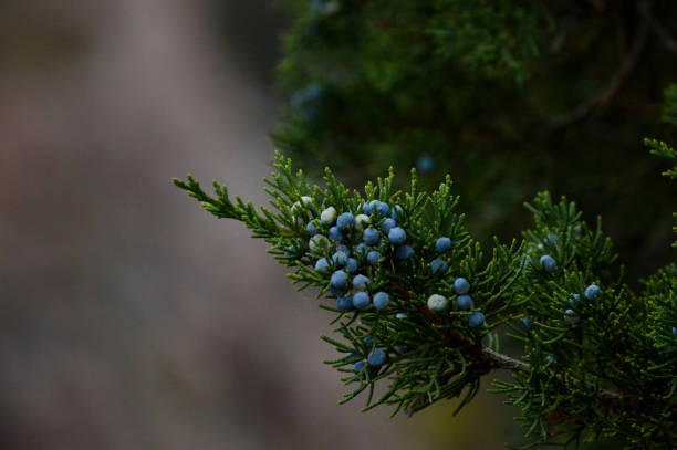 istock Beauty of Berries 1206522052