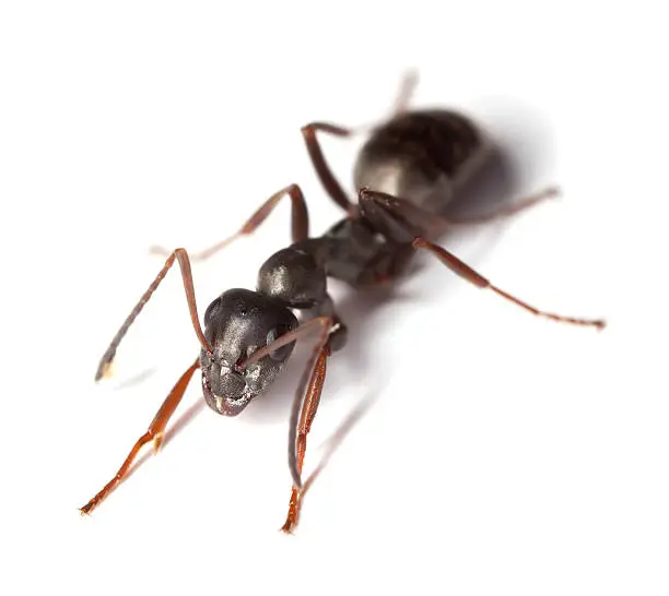 Black garden ant (Lasius niger) isolated on white background. This ant is often a pest in gardens. Extreme close-up with extra high magnification. Focus on eyes. 