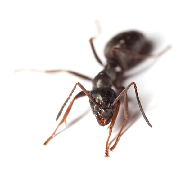 istock Black garden ant (Lasius niger) isolated on white background 120652225
