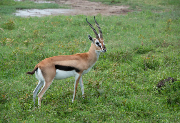 istock Thomsons gazelle has bold black stripe on side in Tanzania, Africa 1206524607