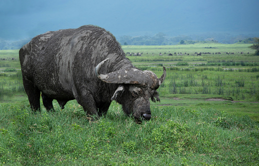 African water buffalo or Cape buffalo grazing on green grass of Ngorongoro Crater in Tanzania, Africa