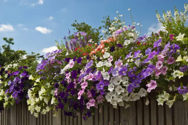 Photo of Colorful petunias on a fence