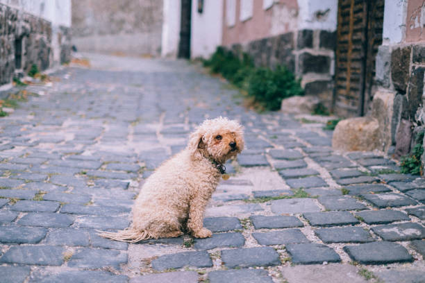 istock Lost dog sits alone on the road 1206525532