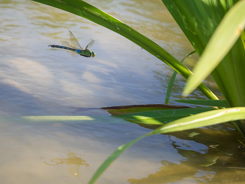 Image of a flying large dragonfly above the surface of a standing body of water.