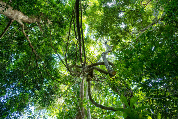 istock Lianas dangling and sunlight from the rainforest canopy in phuket thailand. 1206529539