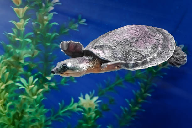 istock Sea turtle Carettochelys insculpta swims in blue water 1206530978
