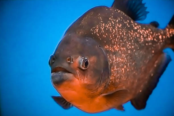 istock Aggressive predatory piranha awaits the victim. 1206530998