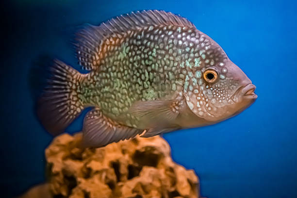 istock Beautiful brilliant diamond aquarium fish Herichthys carpintis 1206531006