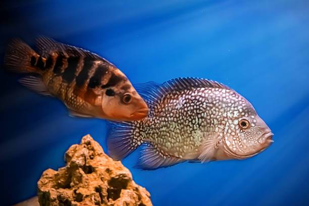istock Beautiful brilliant diamond aquarium fish Herichthys carpintis 1206531588