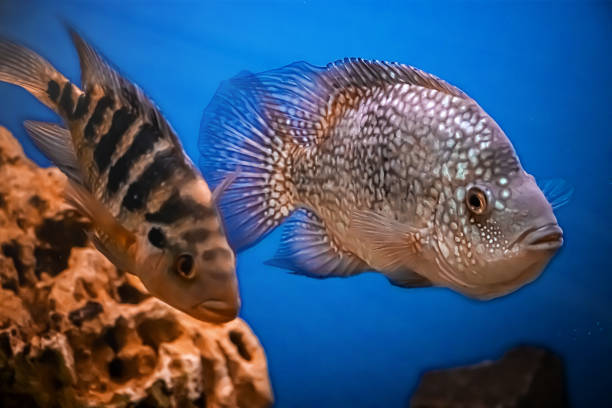 istock Beautiful brilliant diamond aquarium fish Herichthys carpintis 1206531607