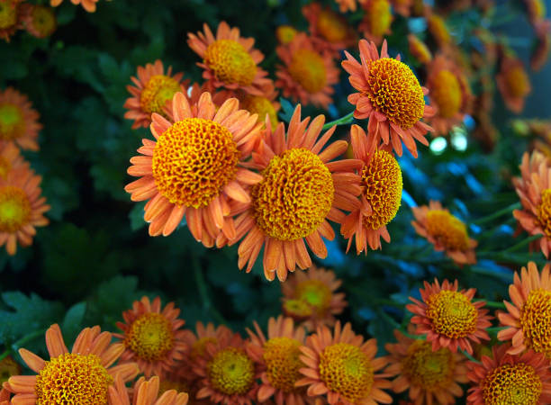 Japanese kiku or chrysanthemum known as Anemone