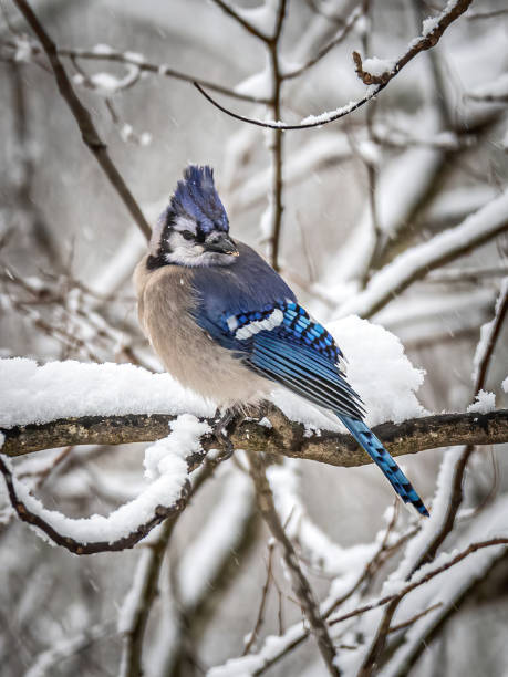 istock Blue Jay in the snow in winter in my backyard 1206536799