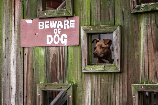 Cuidado con el perro detrás de la puerta mirando hacia fuera photo