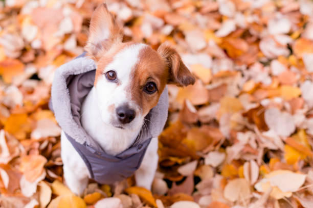 cute small dog wearing a grey coat and looking at the camera. Sitting on Yellow leaves background. Autumn concept. Outdoors stock photo