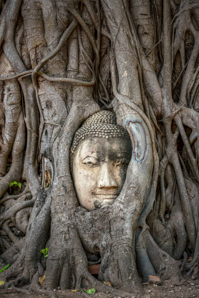 istock Wat Mahathat Temple, Ayutthaya. 1206542322