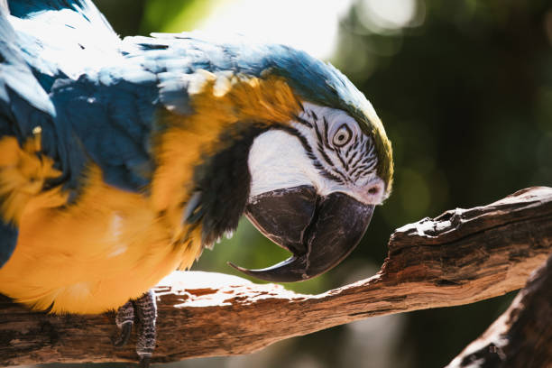 aves exóticas da floresta tropical tropical - parrot tropical bird gold and blue macaw amazon parrot - fotografias e filmes do acervo