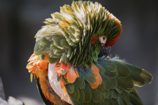 istock Abandoned exotic pets in shelters 1206542379