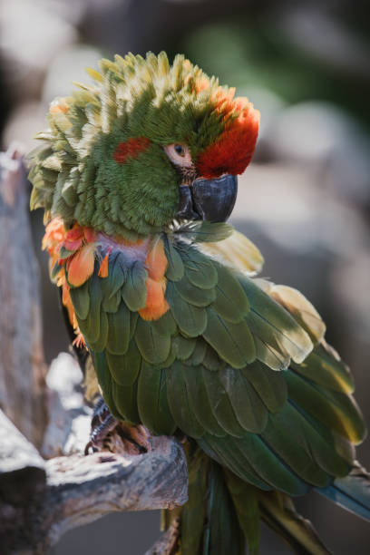 istock Abandoned exotic pets in shelters 1206542424