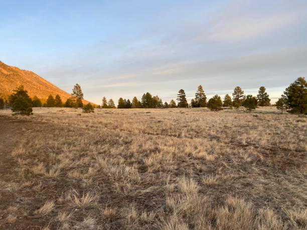 Buffalo park, Flagstaff, Arizona