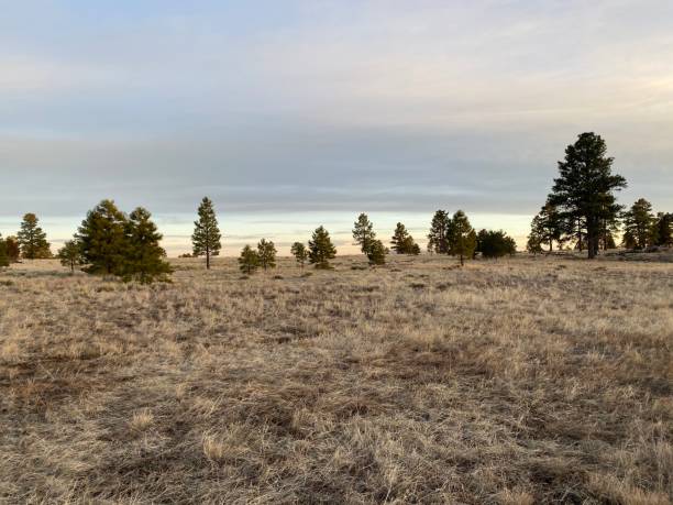 istock Buffalo park, Flagstaff, Arizona 1206542458