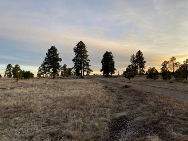 istock Buffalo park, Flagstaff, Arizona 1206542459