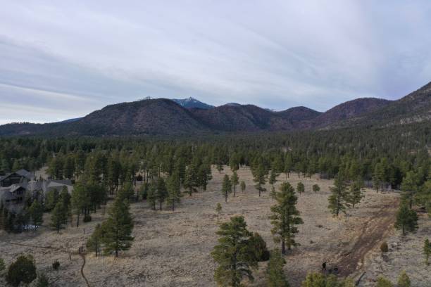 istock Buffalo park, Flagstaff, Arizona 1206542489