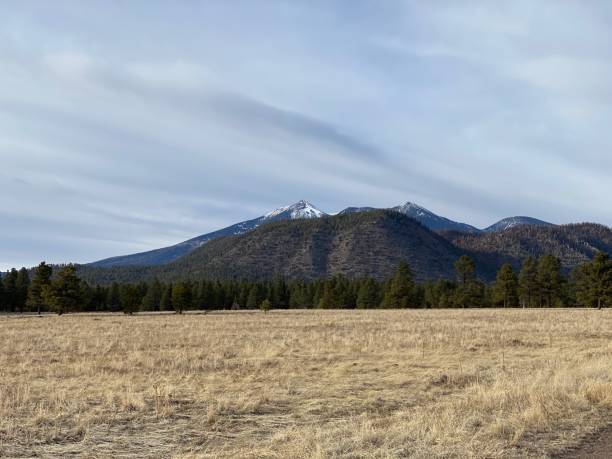 istock Buffalo park, Flagstaff, Arizona 1206542528