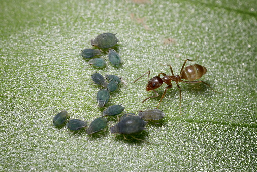 A reddish-brown ant farming dark green aphids on the surface of a leaf