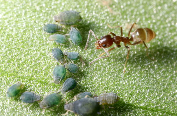 hormiga argentina (linepithema humile) que atiende a los áfidos de algodón (aphis gossypii) - animal vein fotos fotografías e imágenes de stock