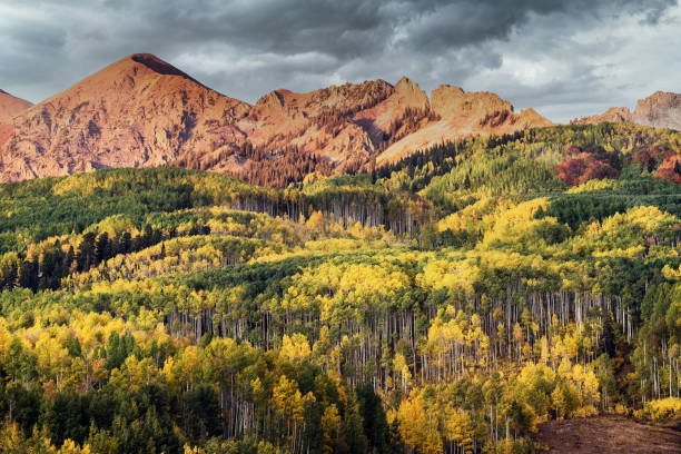 istock Autumn Aspen Color 1206543380