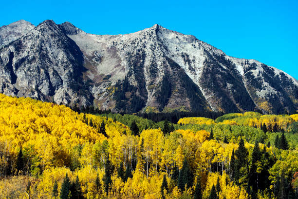 istock Autumn Aspen Color 1206544079