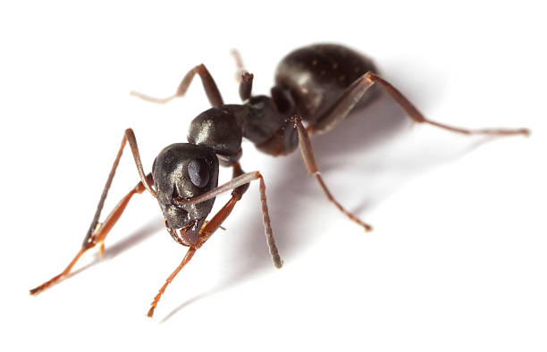 hormiga negra jardín (lasius niger) aislado sobre fondo blanco - niger fotografías e imágenes de stock