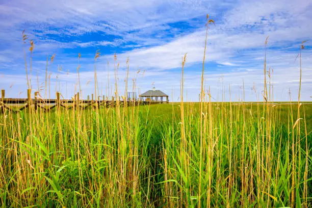 Photo of Louisiana Rural Marshland