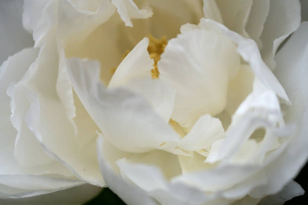 istock Winter Peony Flower / Paeonia suffruticosa 1206561352