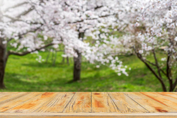 istock Empty wood table top and blurred sakura flower tree in garden background with vintage filter - can used for display or montage your products. 1206562245