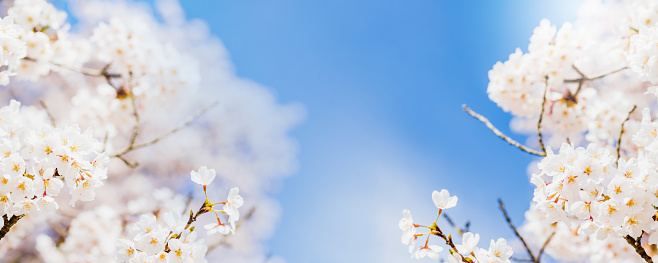Blurred white sakura and cherry flowers blossom in spring landscape garden in blue sky banner background with copy space.