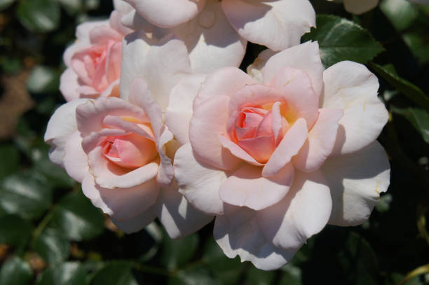 fleurs de rose hybride d’abricot crémeux - hybrid tea rose photos et images de collection