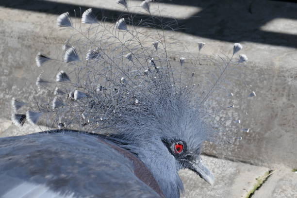 istock Victoria crowned pigeon 1206564785