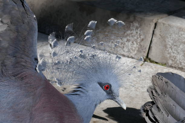 istock Victoria crowned pigeon 1206564790