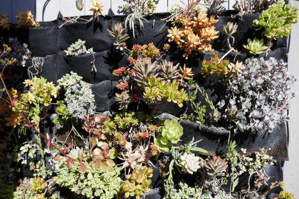istock Selection of cacti and succulent plants 1206565384
