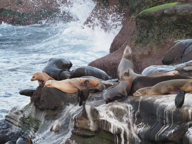 istock Seals and sea lions on la Jolla beach 1206565439