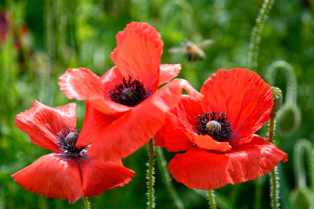 istock Prickly poppies in full bloom 1206566354