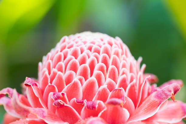 gingembre de torche rouge de fleur tropicale (etlingera elatior (jack) r.m. smith) - torch ginger photos et images de collection