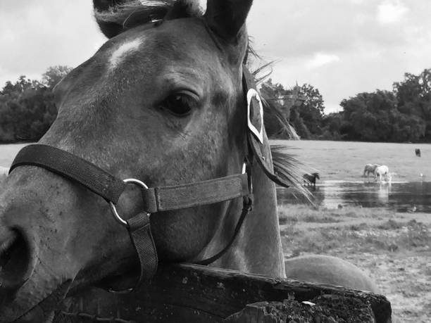 istock Beautiful Horses in Ocala Florida. 1206567862