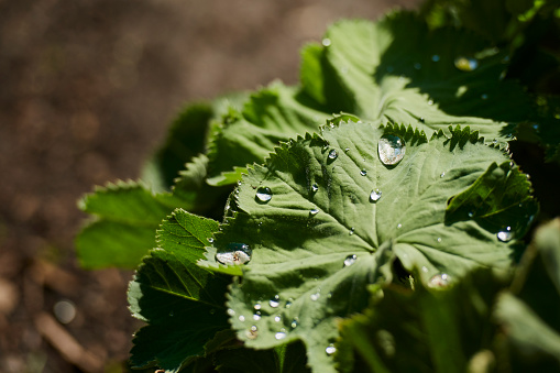 Droplets of water remain on a leaf after a brief rain shower.