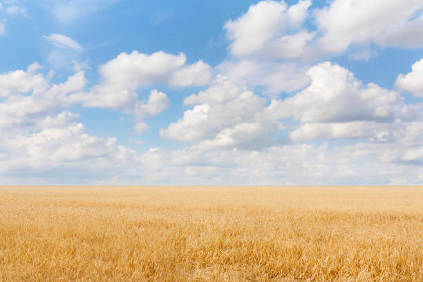 istock Summer landscape with grain field and blue sky with clouds. Ukraine 1206571698